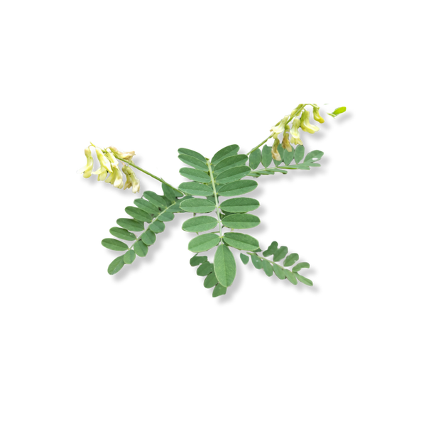 キバナオウギ（葉・茎）